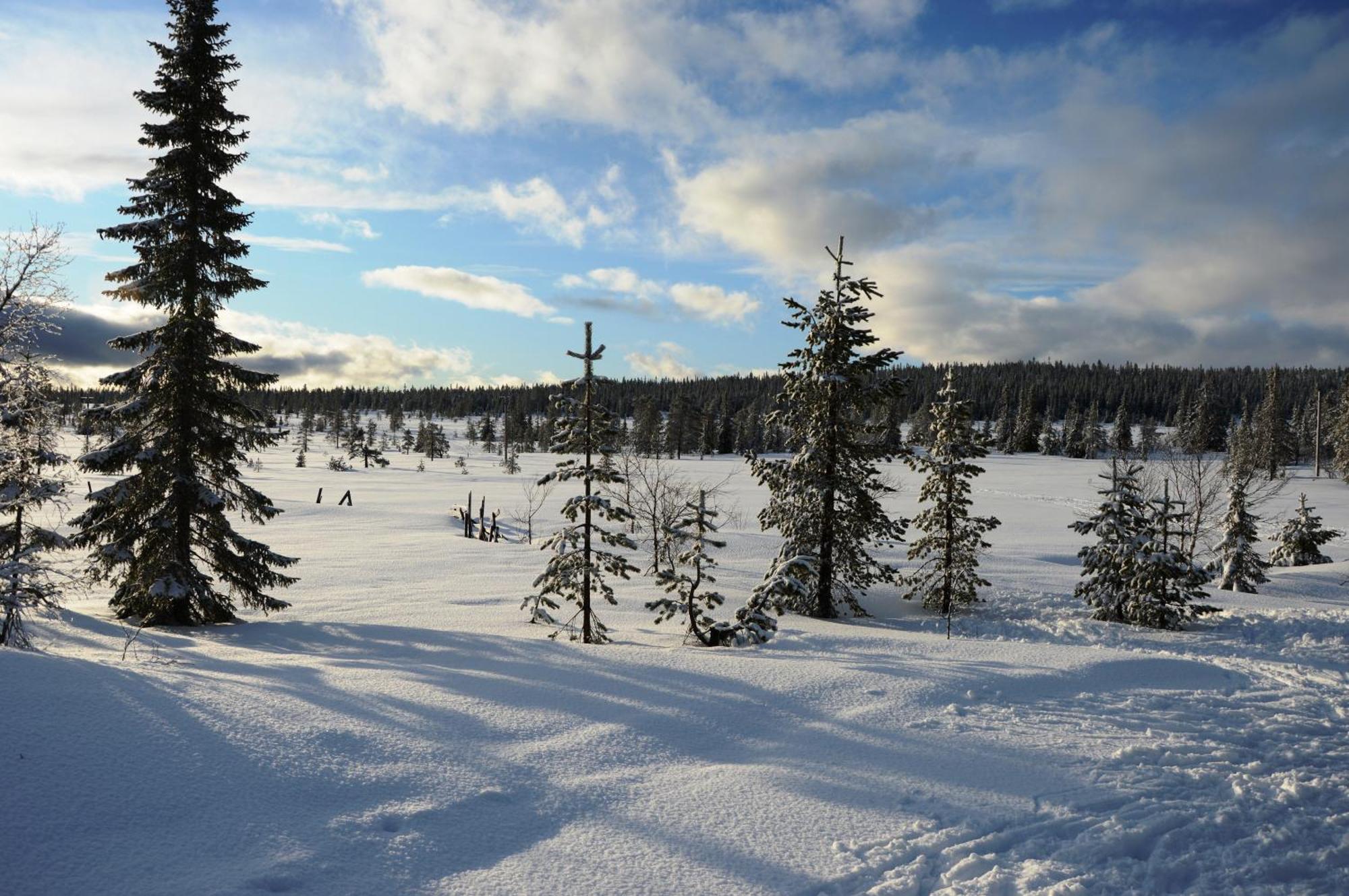 14 - Fulufjellets Nasjonalparker - Natur-, Dyre- Og Fugleopplevelser Trysil Exterior photo