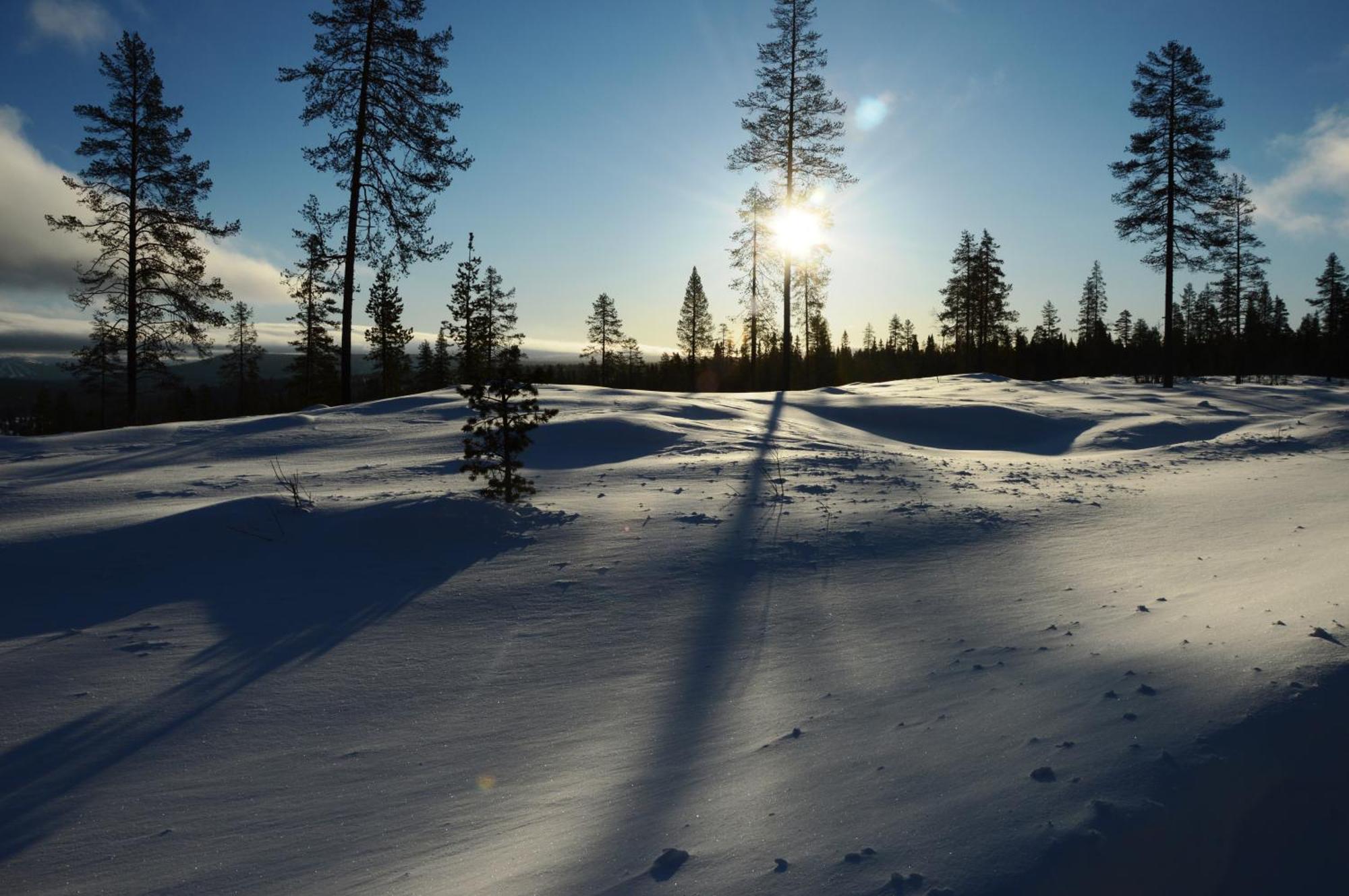 14 - Fulufjellets Nasjonalparker - Natur-, Dyre- Og Fugleopplevelser Trysil Exterior photo