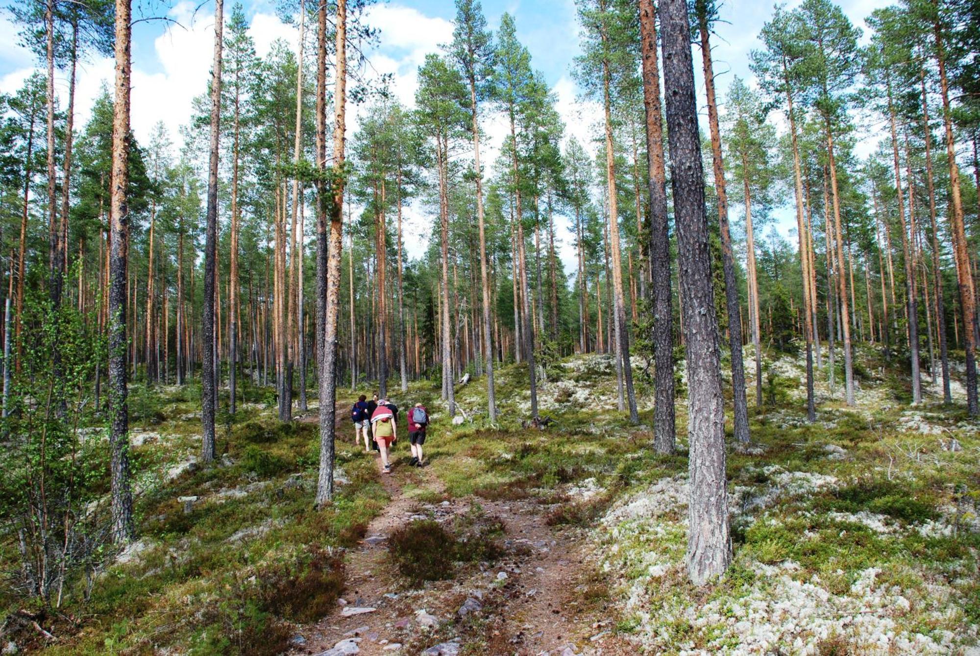 14 - Fulufjellets Nasjonalparker - Natur-, Dyre- Og Fugleopplevelser Trysil Exterior photo