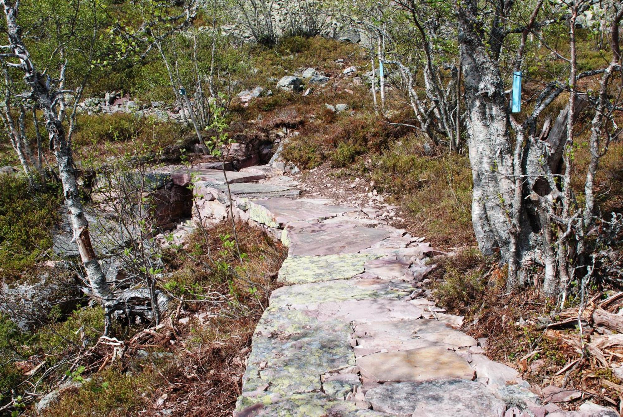 14 - Fulufjellets Nasjonalparker - Natur-, Dyre- Og Fugleopplevelser Trysil Exterior photo